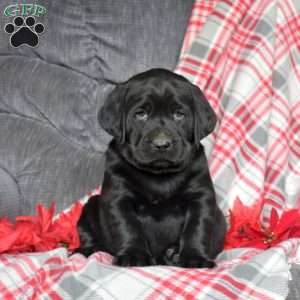 Drifter, Black Labrador Retriever Puppy