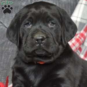 Drifter, Black Labrador Retriever Puppy