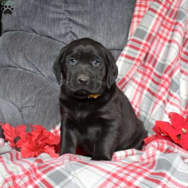 Drummer, Black Labrador Retriever Puppy