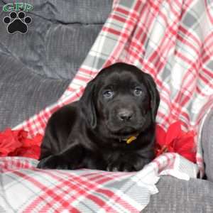 Drummer, Black Labrador Retriever Puppy