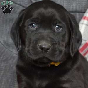 Drummer, Black Labrador Retriever Puppy
