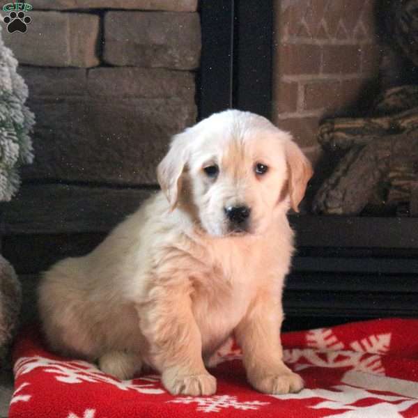 Duchess, Golden Retriever Puppy