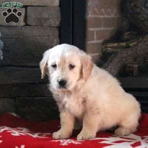 Duchess, Golden Retriever Puppy