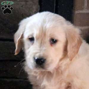 Duchess, Golden Retriever Puppy