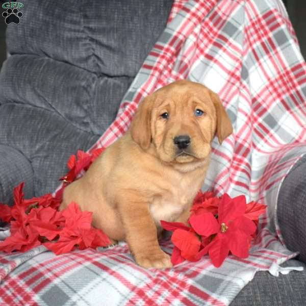 Duke, Fox Red Labrador Retriever Puppy