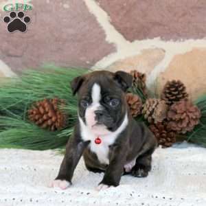 Duke, Boston Terrier Puppy