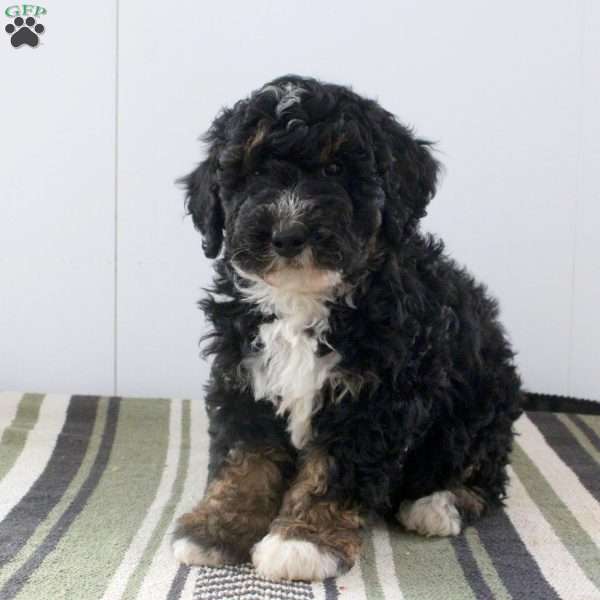 Duke, Mini Bernedoodle Puppy