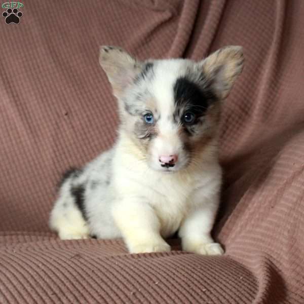 Duke, Pembroke Welsh Corgi Puppy