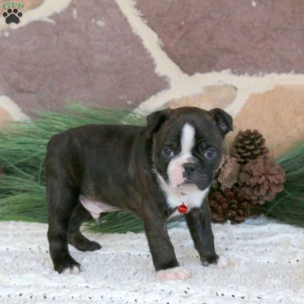Duke, Boston Terrier Puppy
