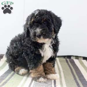 Duke, Mini Bernedoodle Puppy