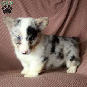 Duke, Pembroke Welsh Corgi Puppy