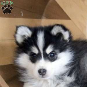 Duke, Pomsky Puppy