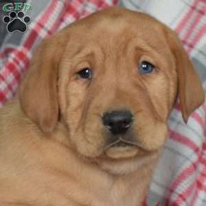 Duke, Fox Red Labrador Retriever Puppy