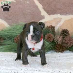 Duke, Boston Terrier Puppy