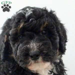 Duke, Mini Bernedoodle Puppy