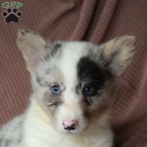 Duke, Pembroke Welsh Corgi Puppy