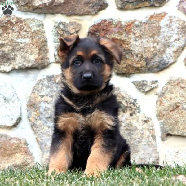Duke, German Shepherd Puppy