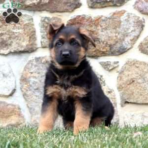 Duke, German Shepherd Puppy
