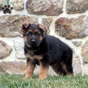 Duke, German Shepherd Puppy