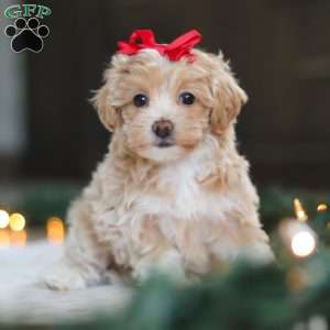 Dumpling, Havapoo Puppy