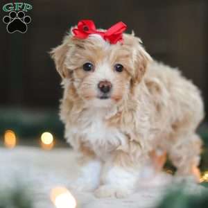 Dumpling, Havapoo Puppy