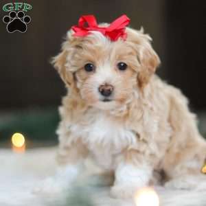 Dumpling, Havapoo Puppy