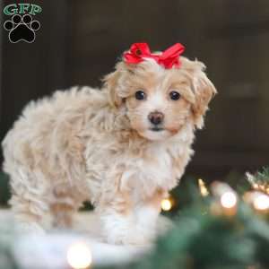 Dumpling, Havapoo Puppy