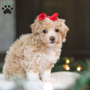 Dumpling, Havapoo Puppy