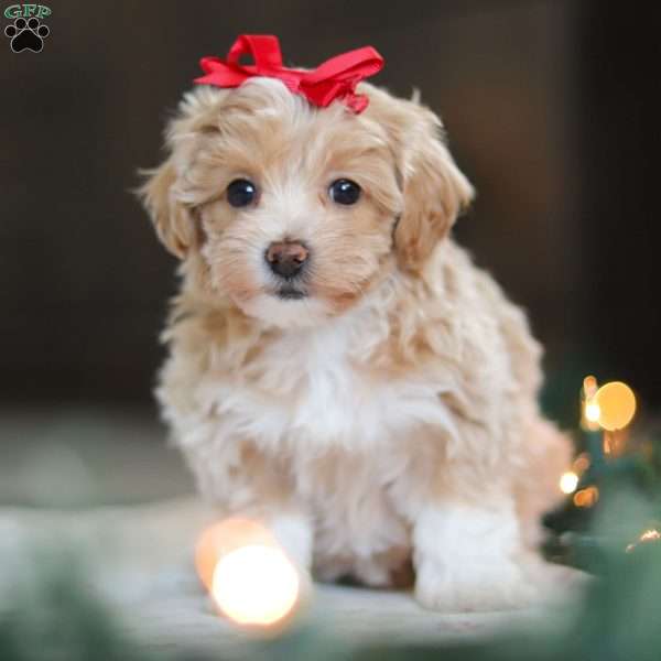 Dumpling, Havapoo Puppy