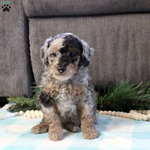 Dustin, Cavapoo Puppy