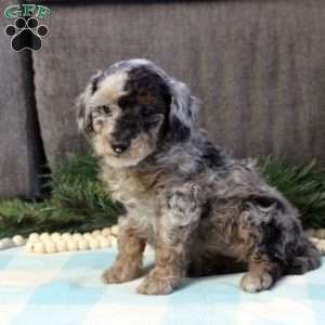 Dustin, Cavapoo Puppy