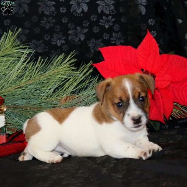 Dustin, Jack Russell Terrier Puppy
