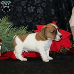 Dustin, Jack Russell Terrier Puppy