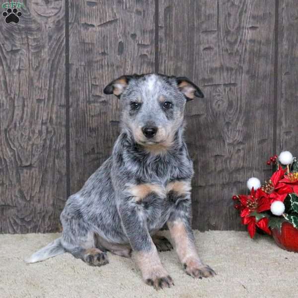 Dusty, Blue Heeler – Australian Cattle Dog Puppy