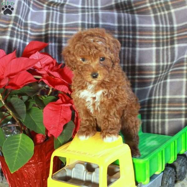 Dusty, Toy Poodle Puppy