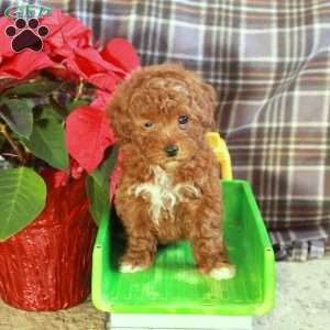 Dusty, Toy Poodle Puppy