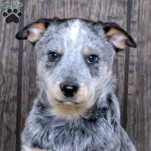 Dusty, Blue Heeler – Australian Cattle Dog Puppy