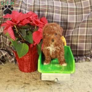 Dusty, Toy Poodle Puppy