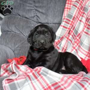 Dutchess, Black Labrador Retriever Puppy