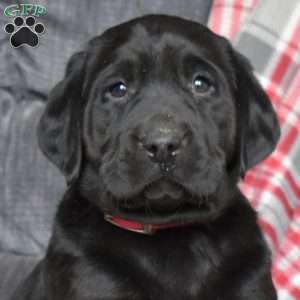 Dutchess, Black Labrador Retriever Puppy
