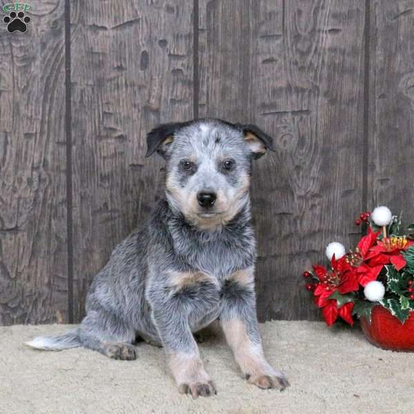 Dwayne, Blue Heeler – Australian Cattle Dog Puppy