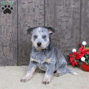 Dwayne, Blue Heeler – Australian Cattle Dog Puppy
