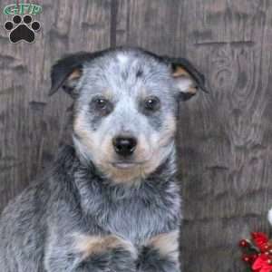 Dwayne, Blue Heeler – Australian Cattle Dog Puppy