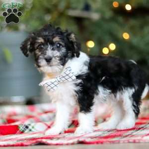Dylan, Yorkie Poo Puppy