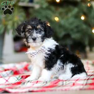 Dylan, Yorkie Poo Puppy