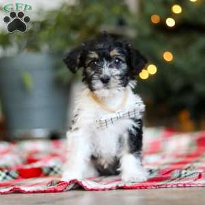 Dylan, Yorkie Poo Puppy