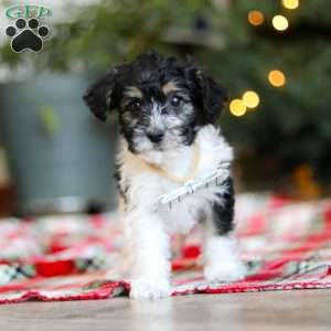 Dylan, Yorkie Poo Puppy