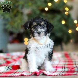 Dylan, Yorkie Poo Puppy