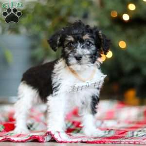 Dylan, Yorkie Poo Puppy