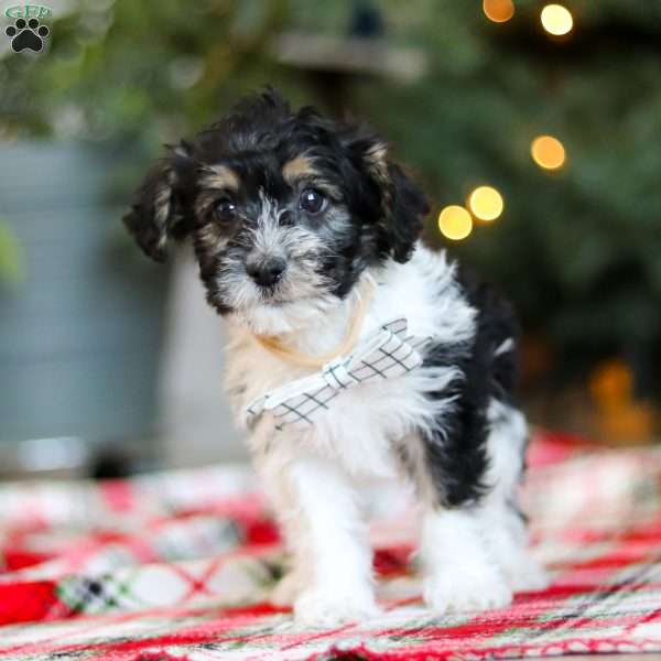 Dylan, Yorkie Poo Puppy